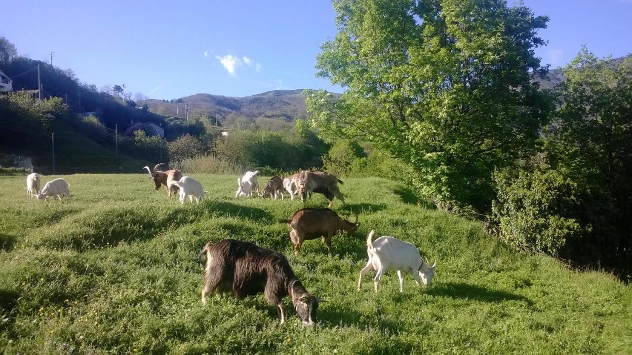 멜레 Agriturismo Grilla 빌라 객실 사진